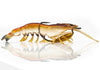 Flick Prawn 95mm
