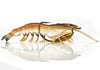 125 mm Flick Prawn Heavy